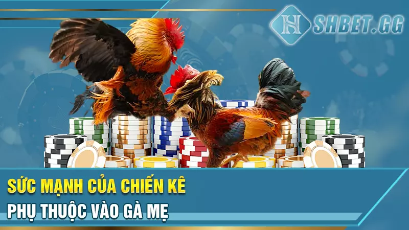 Sư kê lão làng chia sẻ kinh nghiệm đúc gà chọi thiện chiến 2 Sức mạnh của chiến kê phụ thuộc vào gà mẹ