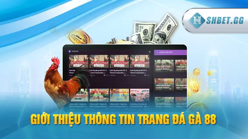 Đá Gà 88 - Trường đá gà trực tuyến đẳng cấp hàng đầu 3 Giới thiệu thông tin trang đá gà 88