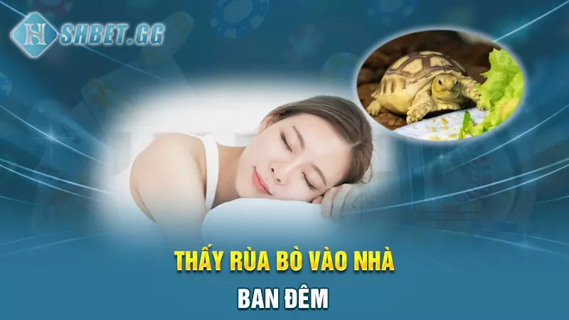 Giải mã nằm mơ thấy rùa đánh số mấy chắc thắng 100% 6 Thấy rùa bò vào nhà ban đêm