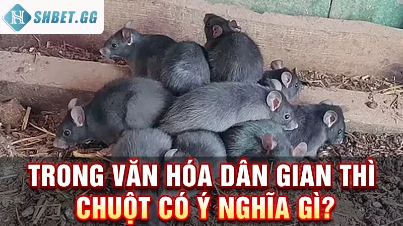 Giải mộng hàng chuột có những con gì nên đánh để thắng lớn 3 Trong văn hóa dân gian thì chuột có ý nghĩa gì?